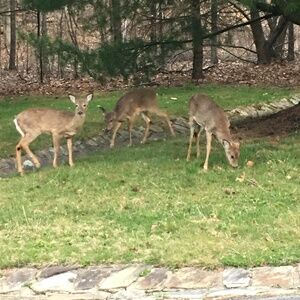 Meet your Posher, Joya